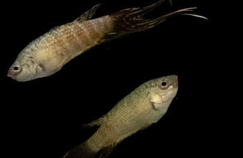 Two fish species, two strategies – a new model to study working memory