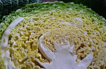 Special iron uptake deep inside the Savoy cabbage head