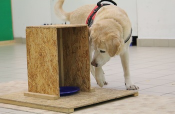 Dogs Provide New Insights into Aging and Cognition