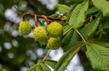 More Than a Winter Coat: The Hidden Functions of Horse Chestnut Bud Scales