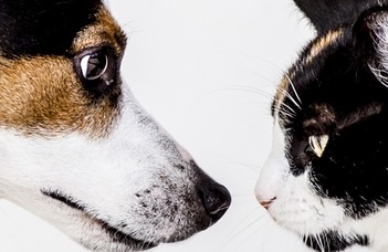 Kutyák vs. macskák – melyik faj érti jobban az emberi jelzéseket?