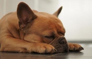 Differences in the dog-owner attachment are reflected in dogs’ sleep