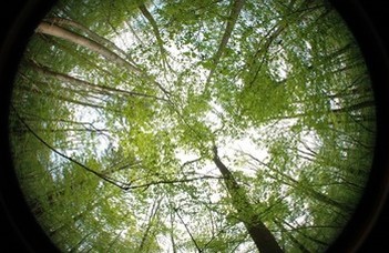 A fák lombkoronája védi az erdőt a globális felmelegedéstől