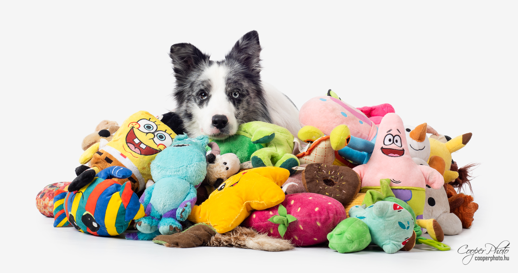 Anxious dogs can improve their memory by chewing on toys, study suggests
