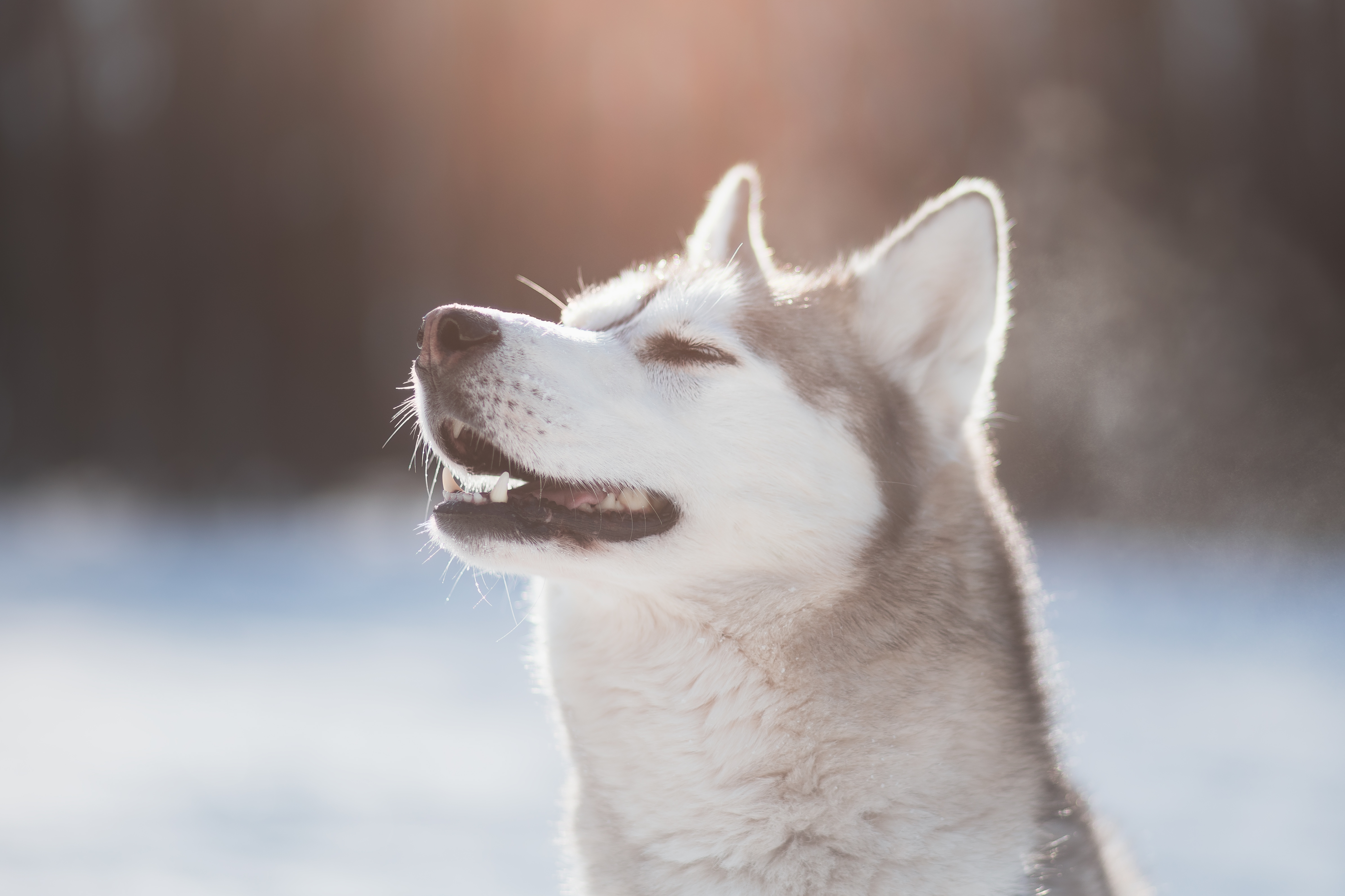 The wilderness is calling – will your dog answer?