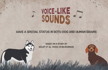 Did I hear voice-like sounds? Let’s tune in! A comparative dog-human fMRI study