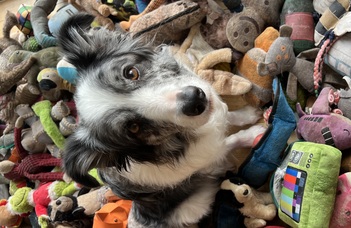 Do dogs understand words from AIC buttons?