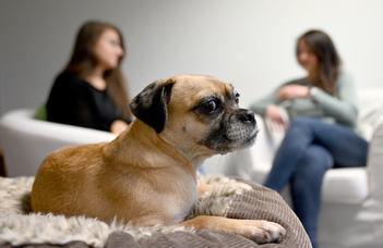 Grumpy Dogs Outperform the Friendlies on Some Learning Tests (TheNewYorkTimes)