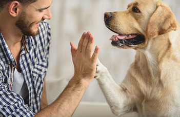 Hazai kutatók fejlesztették ki a kutyák hatásos személyiségértékelését