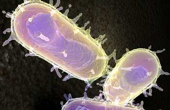 Kórokozó mikrobák újabb immunrendszer-gátló fegyverét sikerült azonosítani