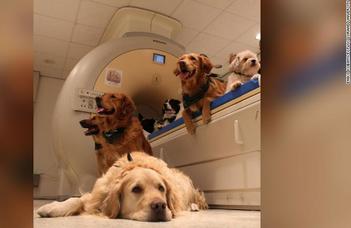 Dogs' brains aren't hardwired to care about human faces (CNN)