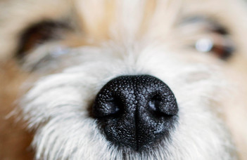 A kutyák orrlenyomatának egyedisége (Telex)